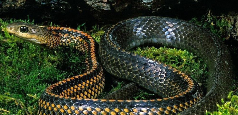 大蛇成蟒,大蟒成蚺,大蚺成蛟,大蛟成龙都是真的?