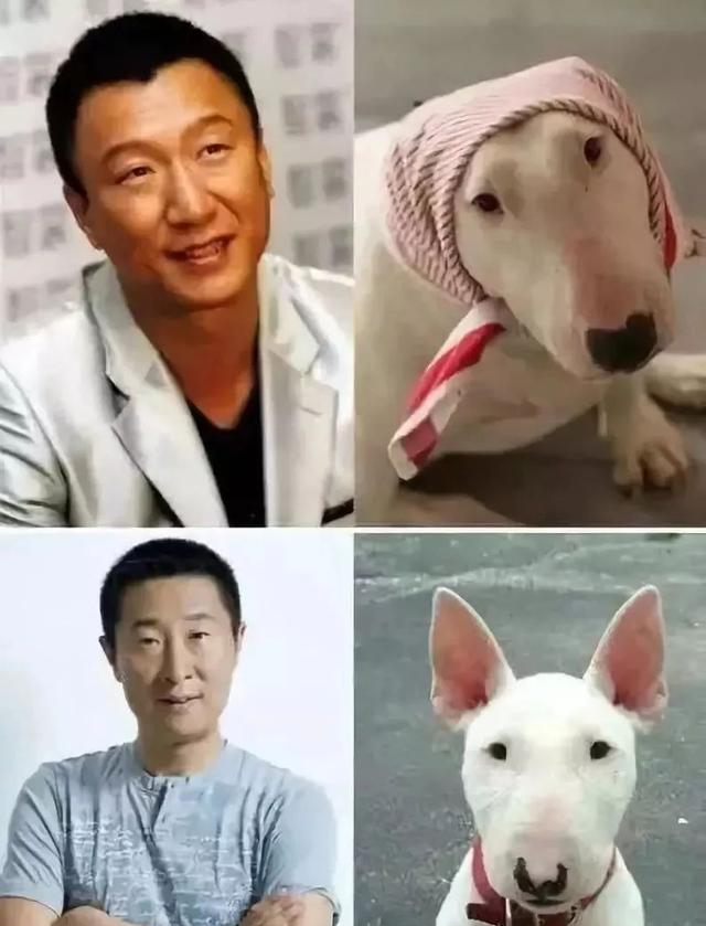 刘昊然|同款|柴犬_新浪新闻