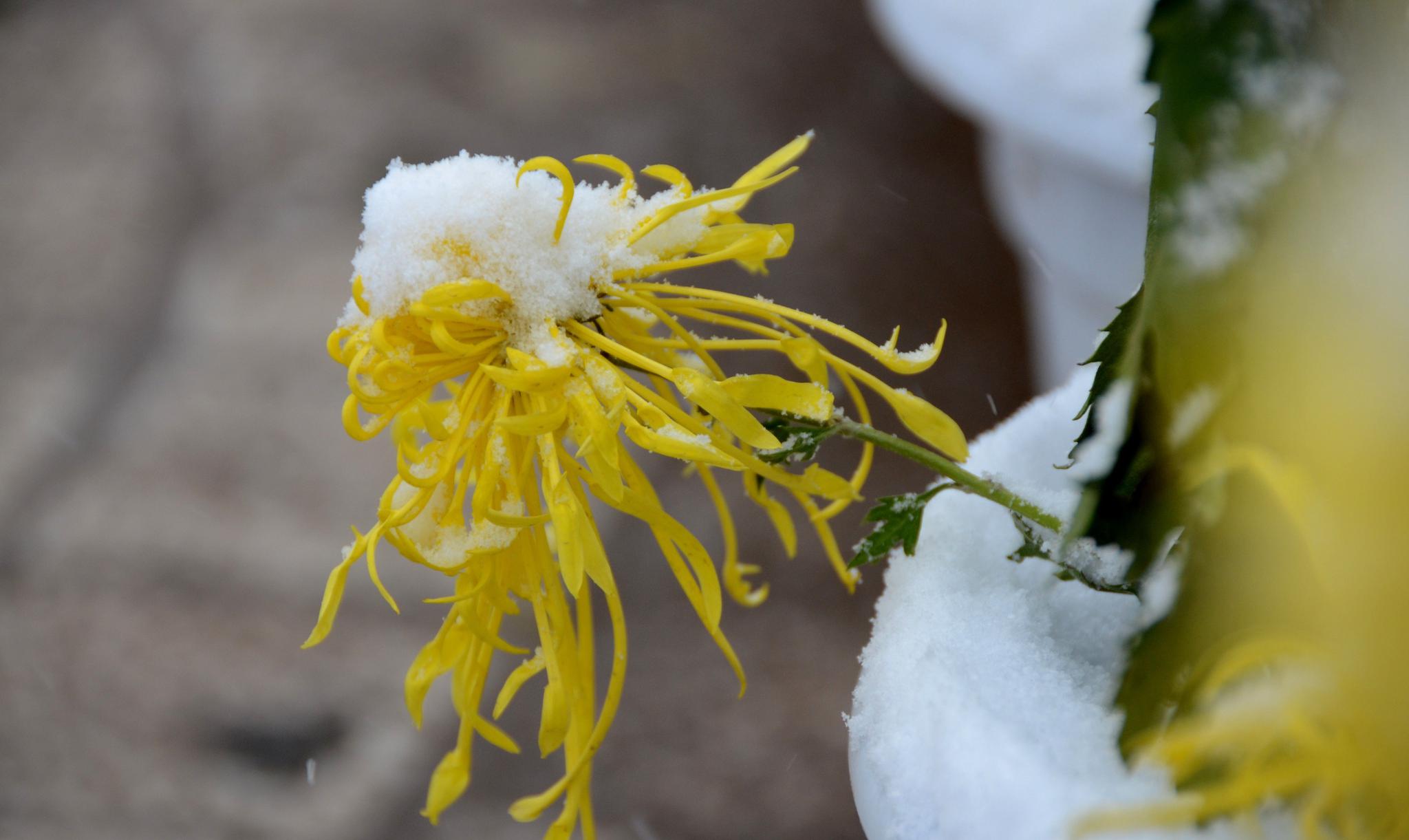 芳容不惧寒霜雪 香如故