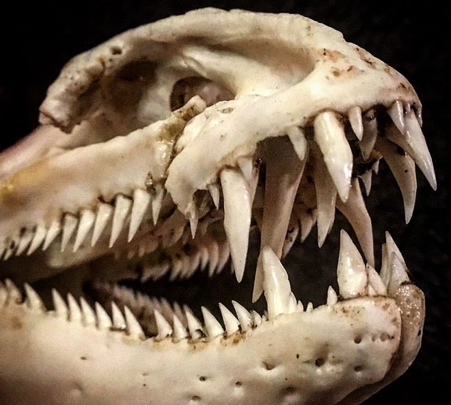 看看这些满嘴獠牙的"怪兽",你能想象它们来自于鱼类吗?