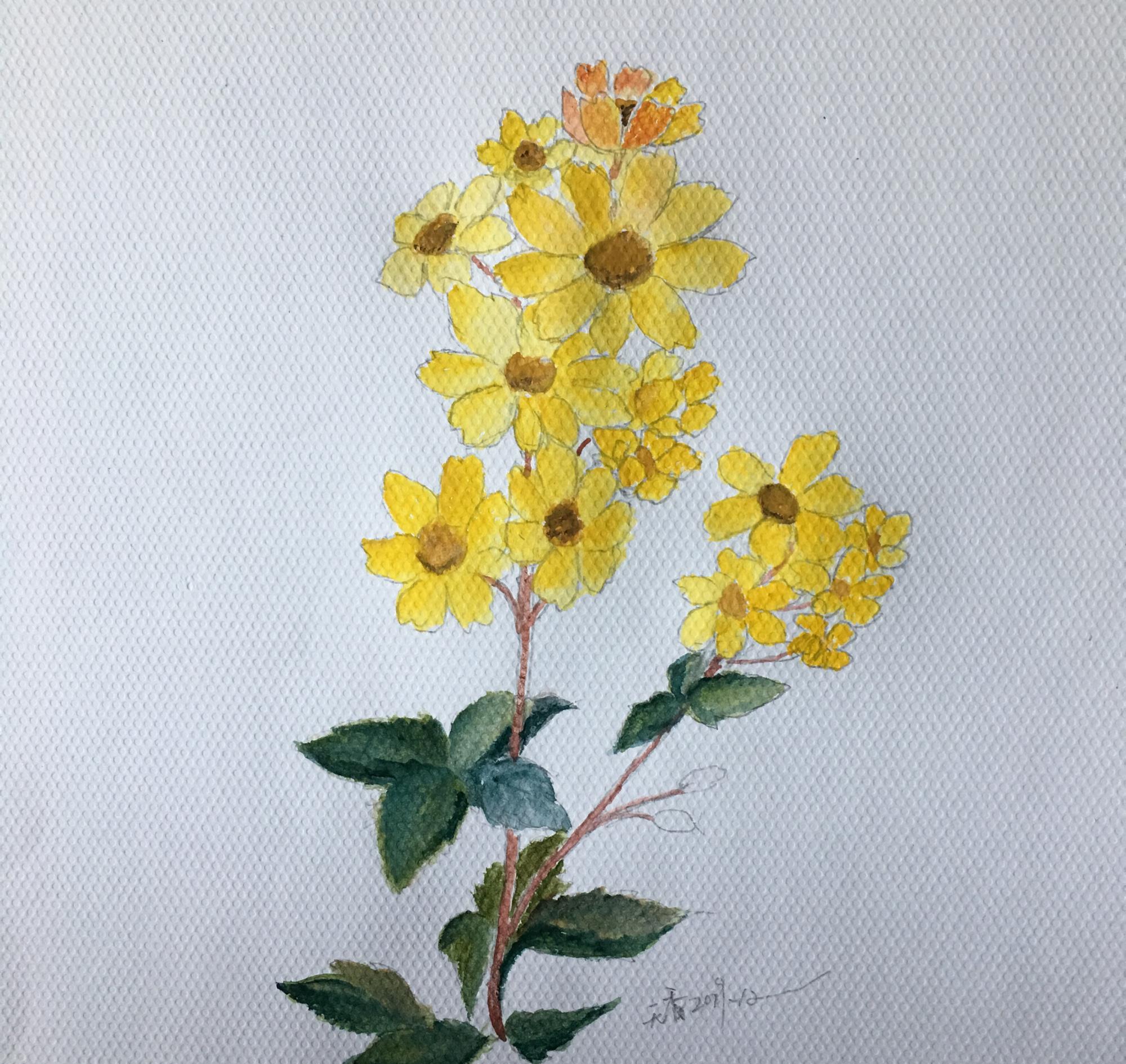 手绘简约风格《野菊花》,一看就会,非常简单