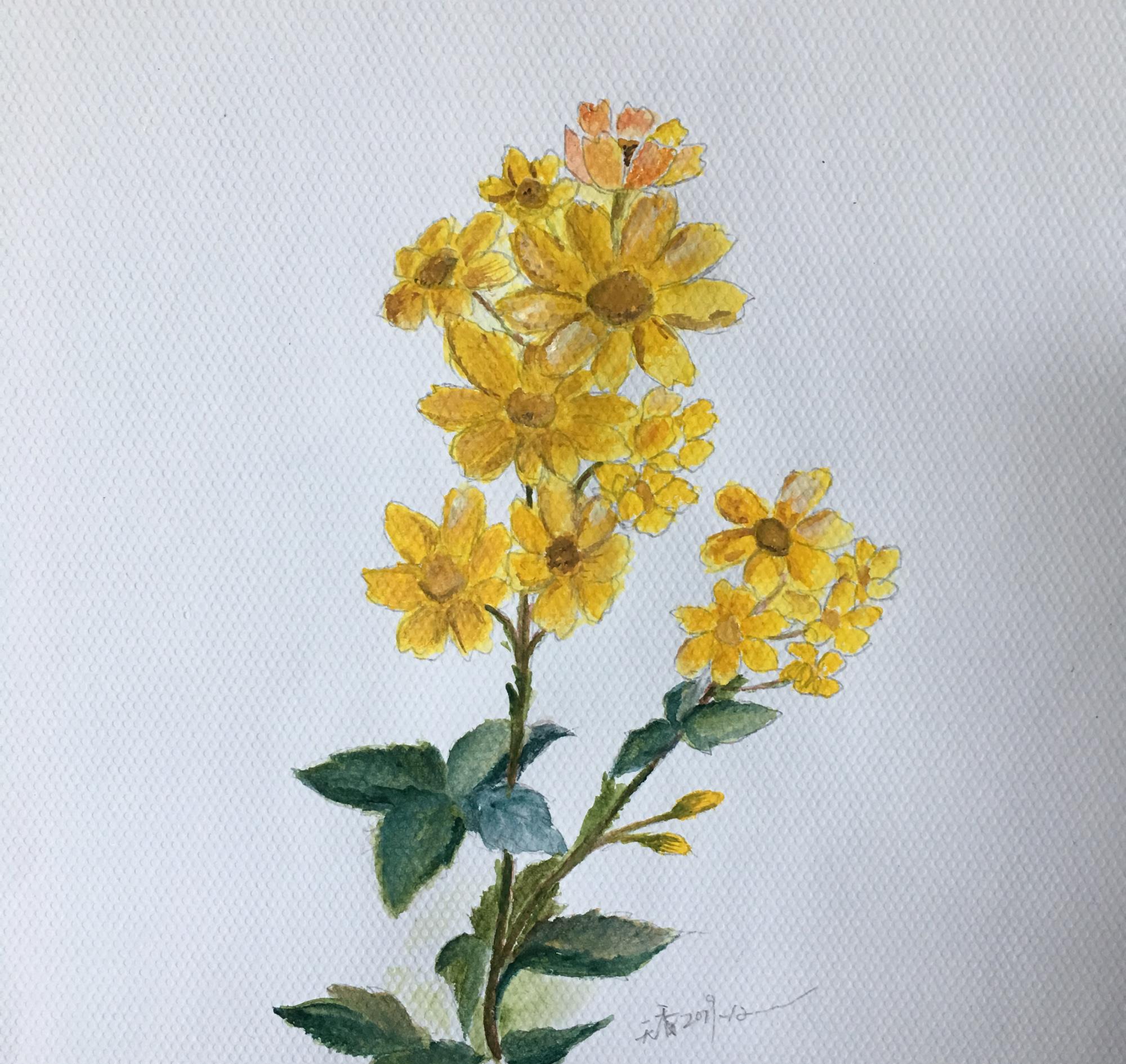 手绘简约风格《野菊花》,一看就会,非常简单