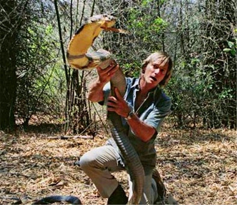 人类玩耍巨型眼镜王蛇瞬间|眼镜王蛇|眼镜蛇|人类_新浪新闻