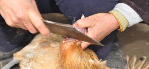 鸡身上"最脏"部位竟不是鸡屁股!它里面含有大量细菌一定要丢掉