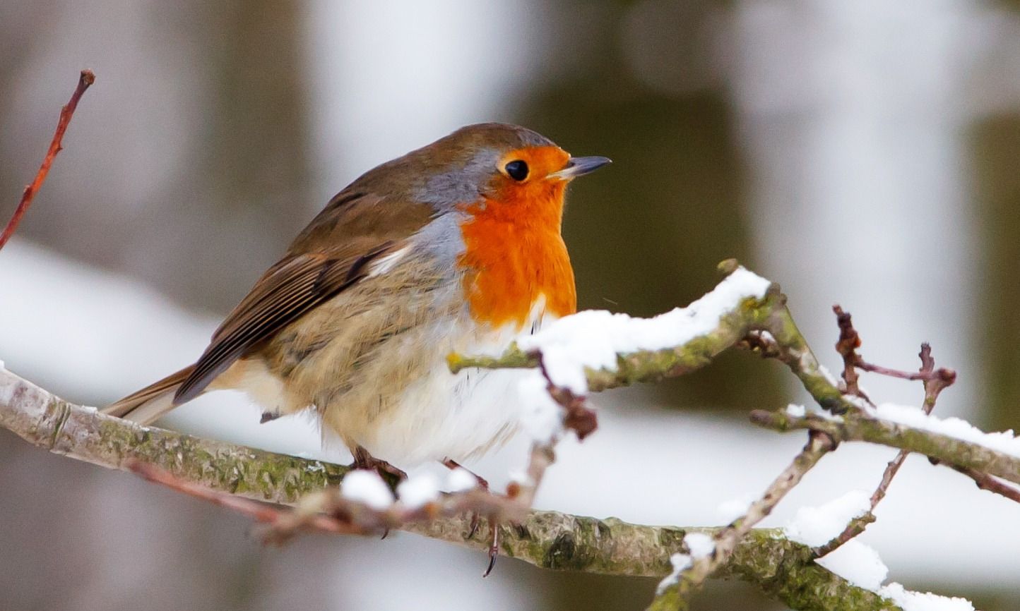 英国国鸟"知更鸟"所代表的内涵
