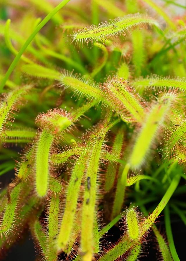 繁殖能力很强的阿帝露茅膏菜,还很好看