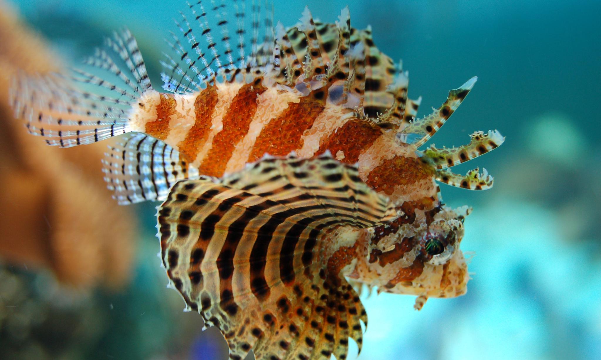 深海幽灵:7000米深海下的"毒师"狮子鱼