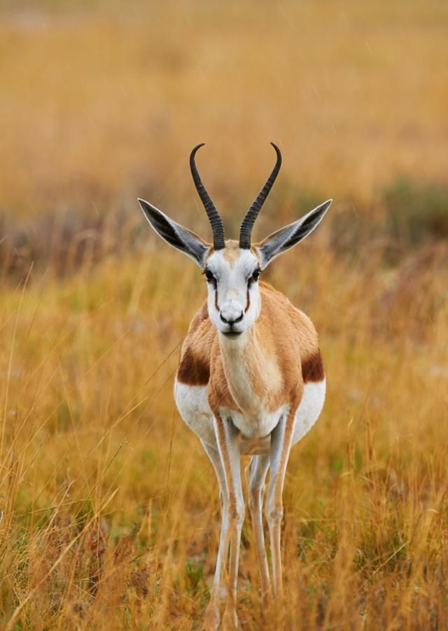 羚羊是牛科中的一个类群,一般生活在草原,有的栖息于山区地带_高清图