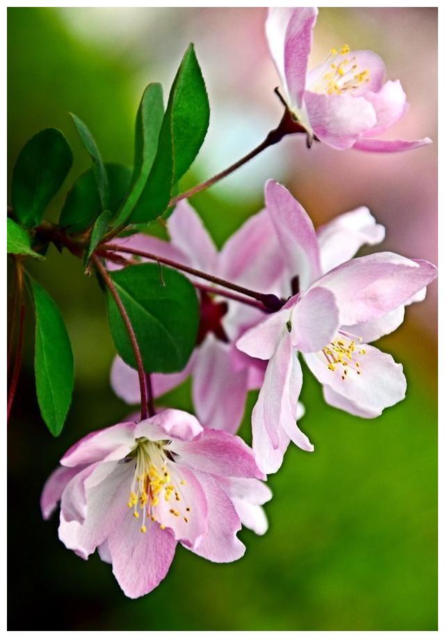 三月百花盛开洛阳春天最美的公园垂丝海棠花醉了游人