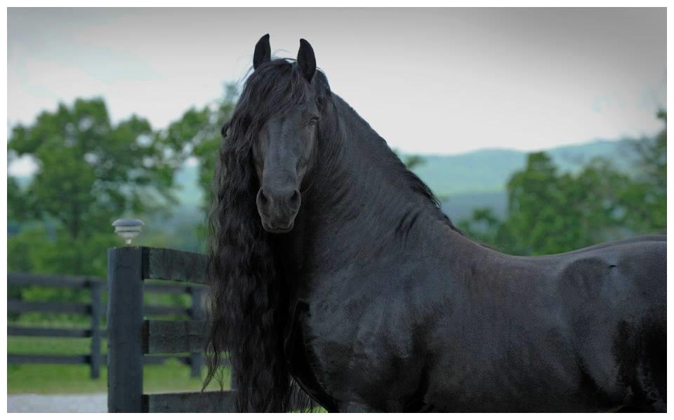 ▼腓特烈大帝属于欧洲
