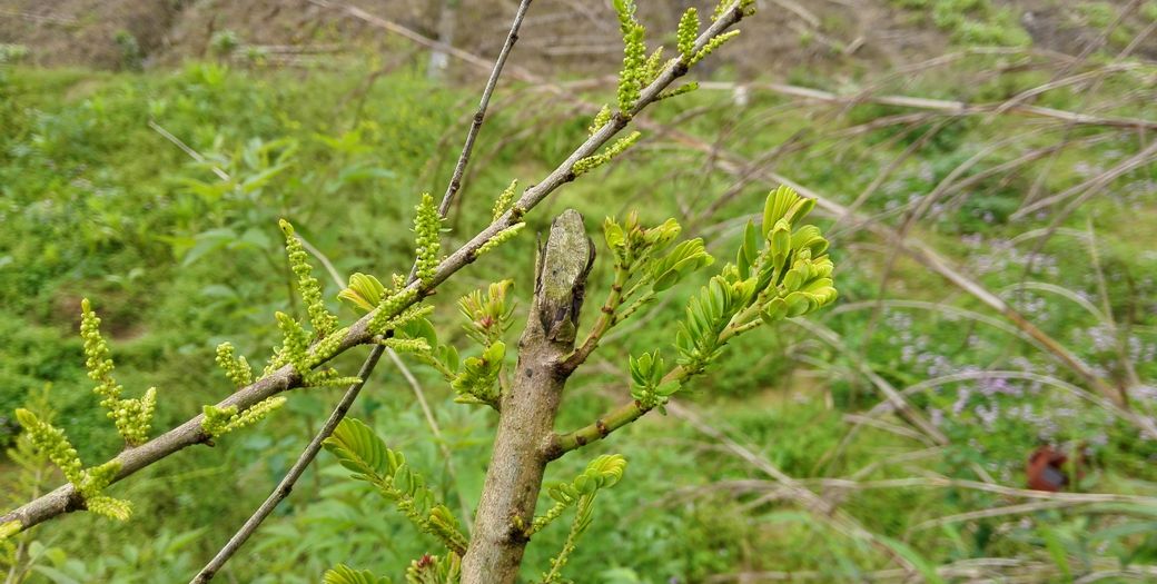 民间常用草药之油柑子