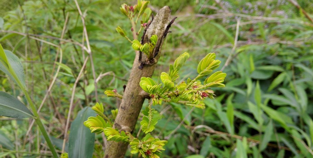 民间常用草药之油柑子