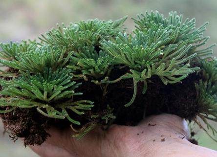 农村一种植物,小时候常见,如今15一斤,是女性的"美容药"