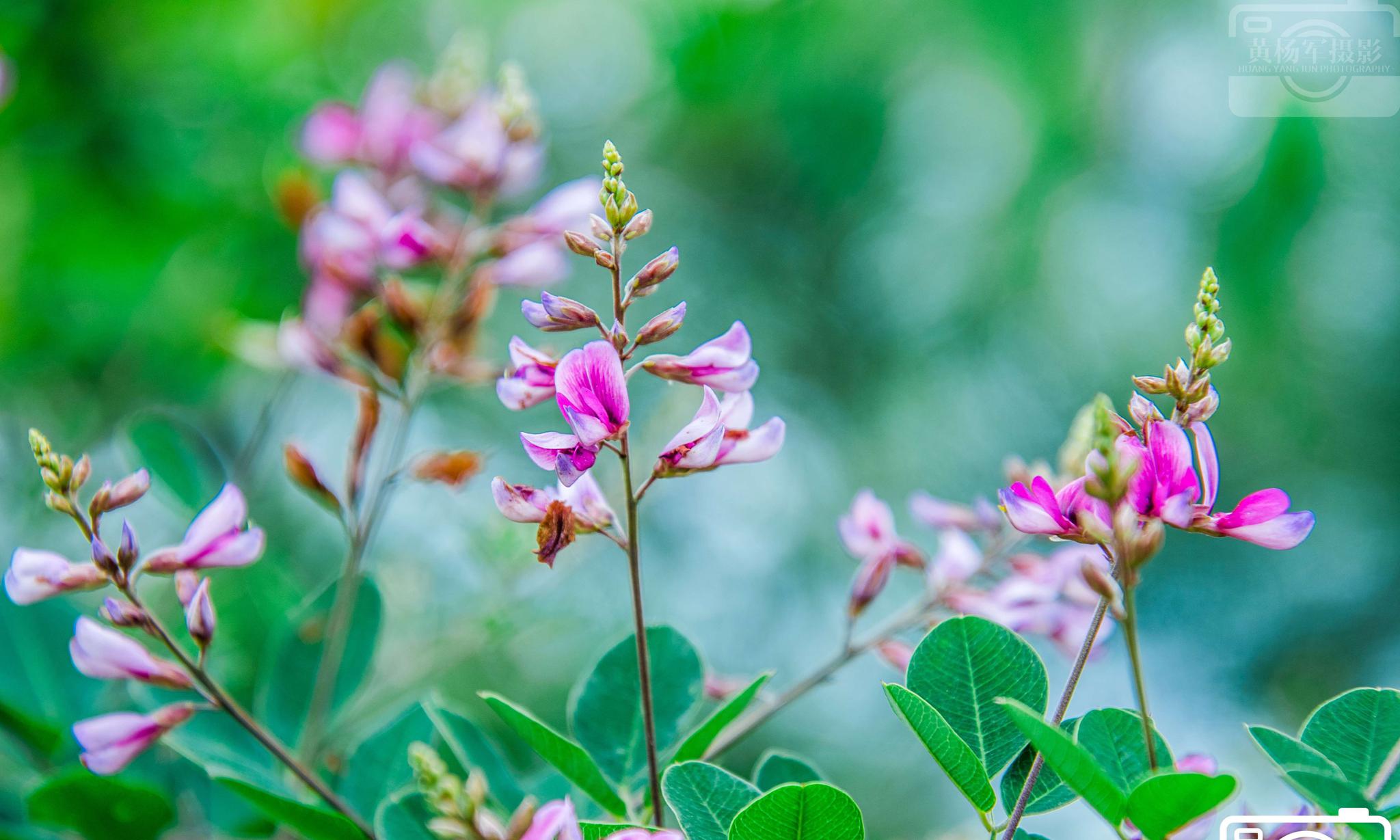 寻找美丽的花朵盛开在清新夏日的胡枝子花