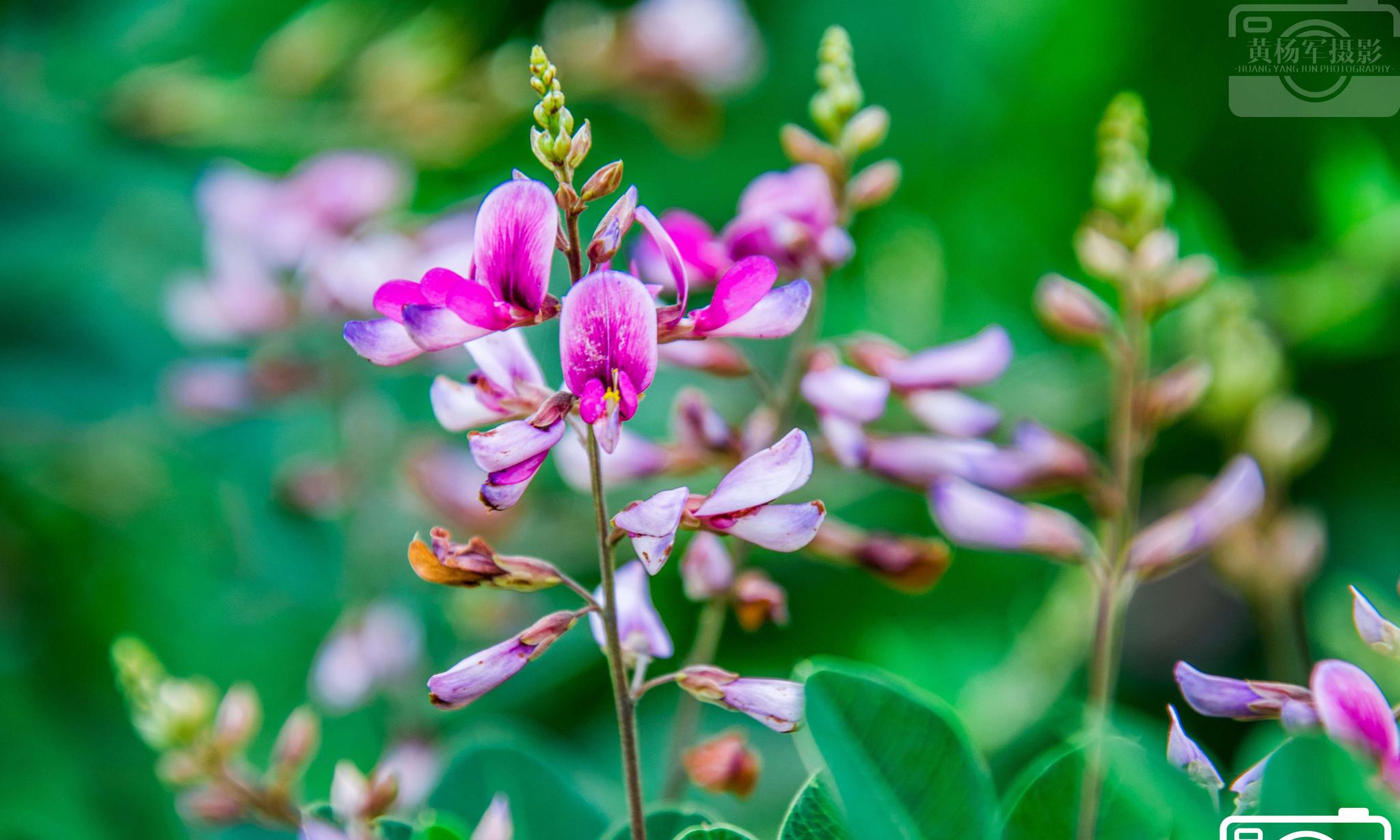 寻找美丽的花朵盛开在清新夏日的胡枝子花
