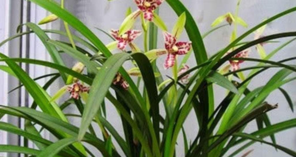 春天养兰花，给它做好4件事，植株长势旺盛|植株|兰花|长势_新浪新闻