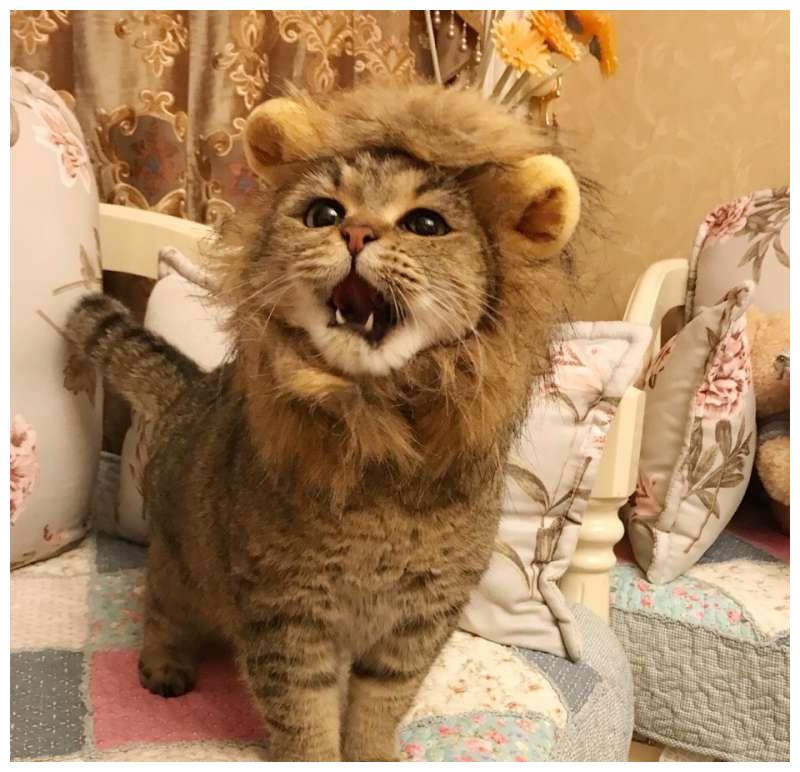 馒头脸猫戴毛圈扮狮子王它霸气喵叫朕超凶的