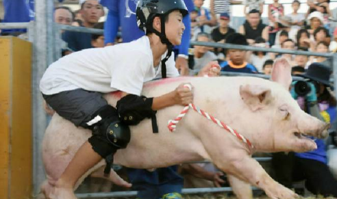 世界上最奇葩的比赛,日本人骑猪赛跑,网友:我更喜欢骑马|比赛|日本人