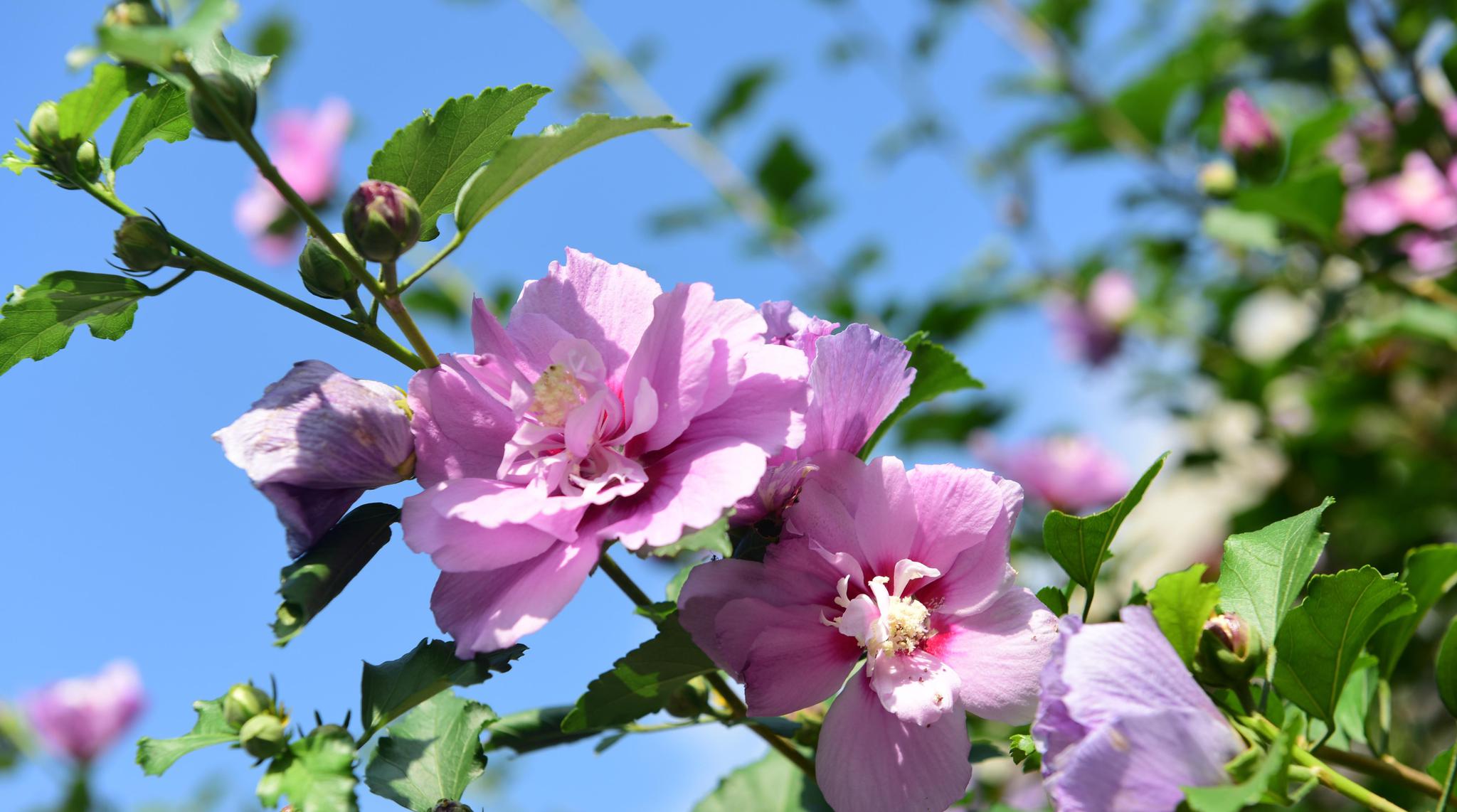 木槿花是很多国家国花 漂亮还是中药 作用很大可治痢疾