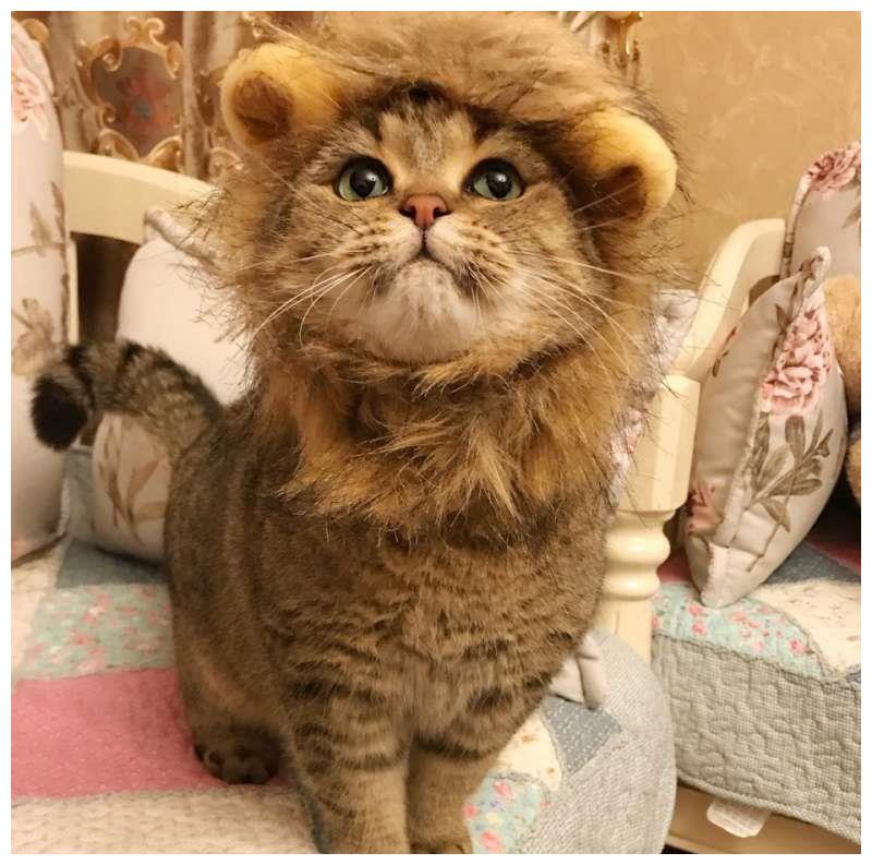 馒头脸猫戴毛圈扮狮子王它霸气喵叫朕超凶的