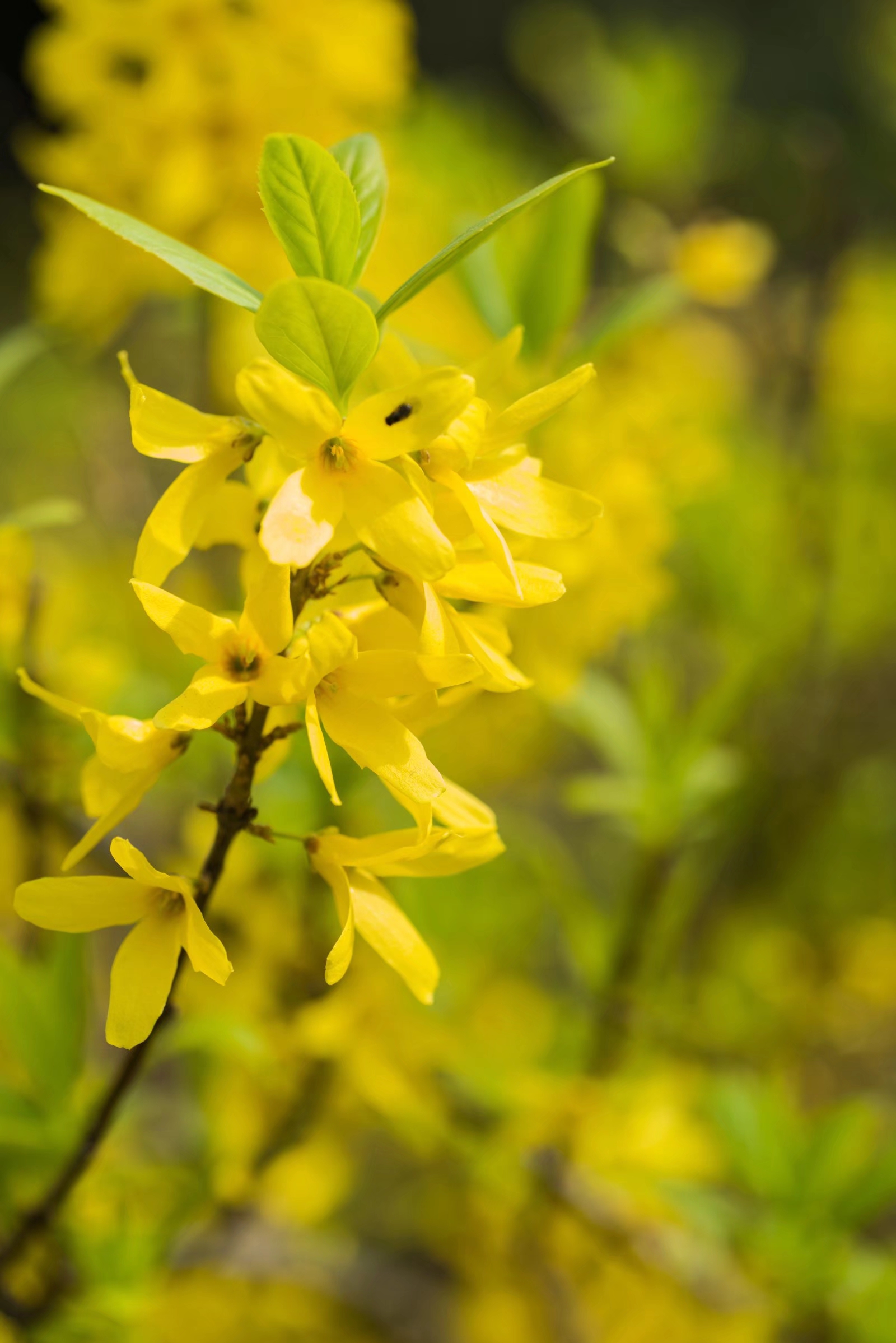 连翘花连翘花连翘花连翘花连翘花连翘花连翘花连翘花连翘花连翘花连翘
