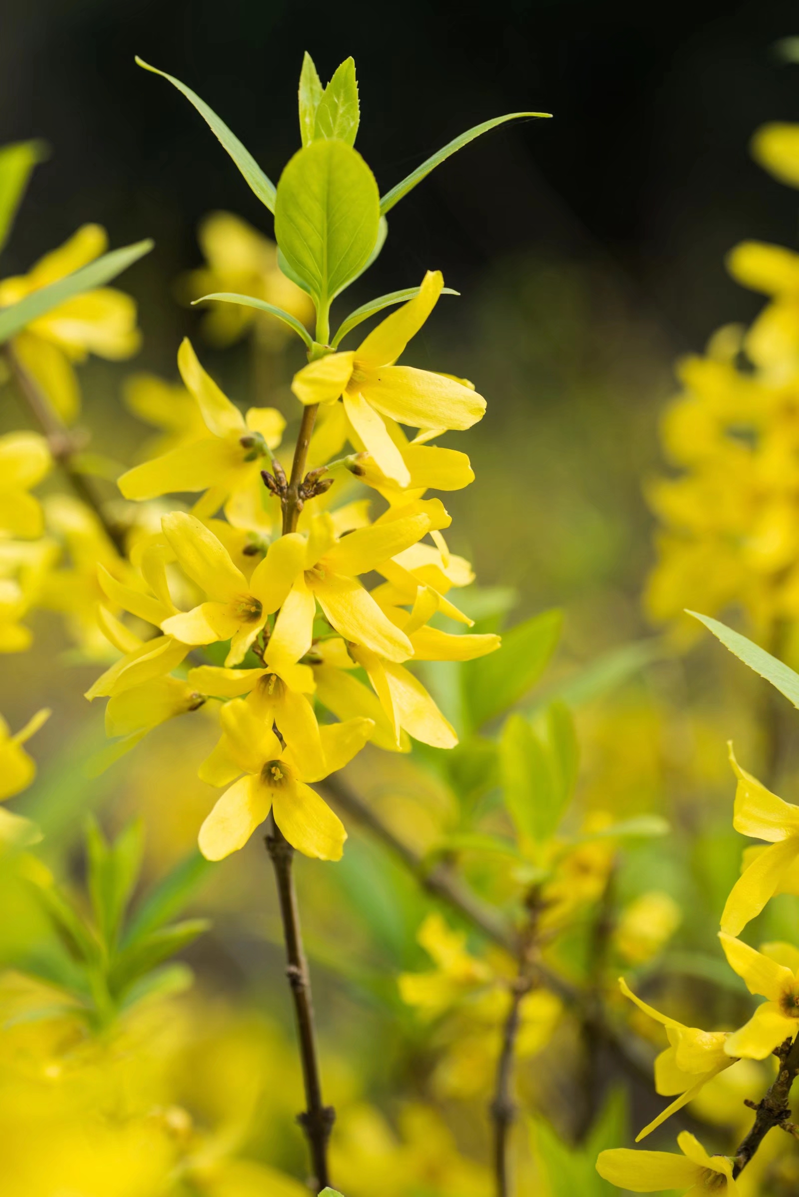 连翘为名贵中草药你知道它的花有多么美吗27图