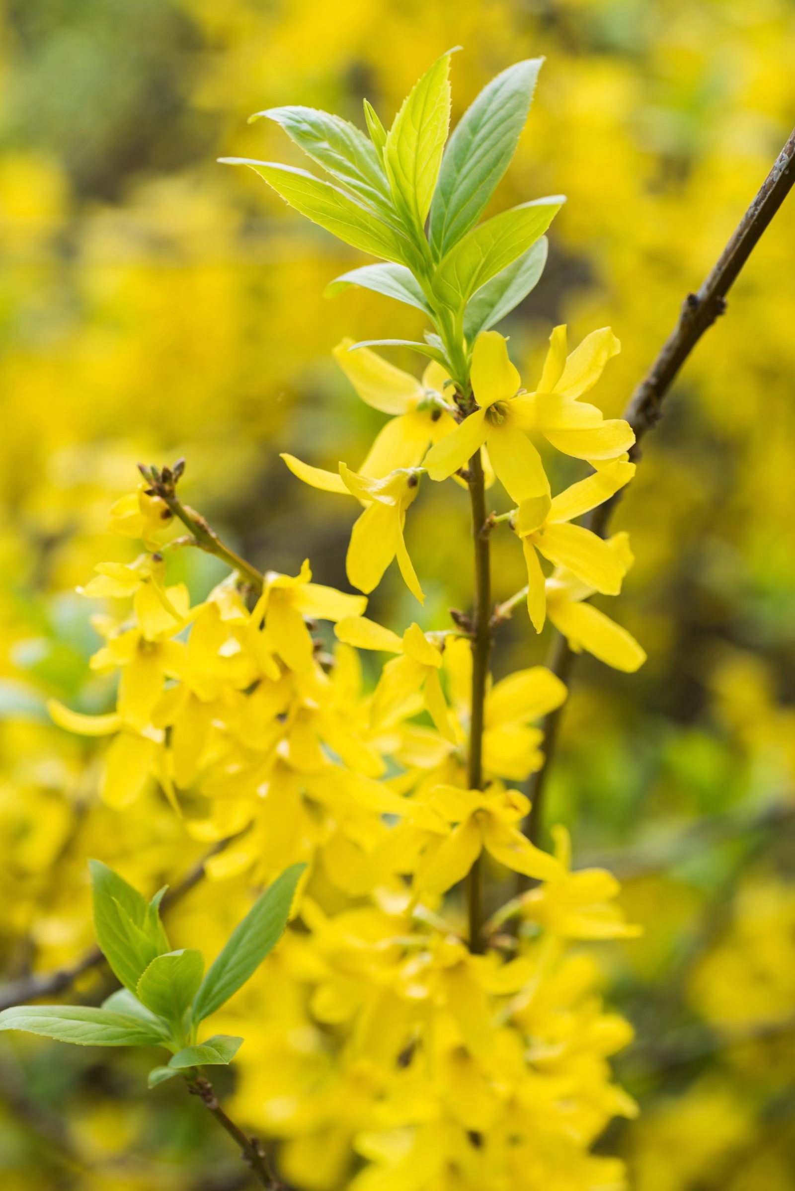连翘为名贵中草药你知道它的花有多么美吗27图