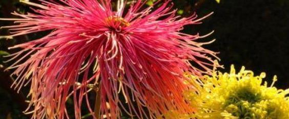 喜欢菊花,首选"珍奇名菊"雪珠红梅,似粉嫩少女,可爱娇羞