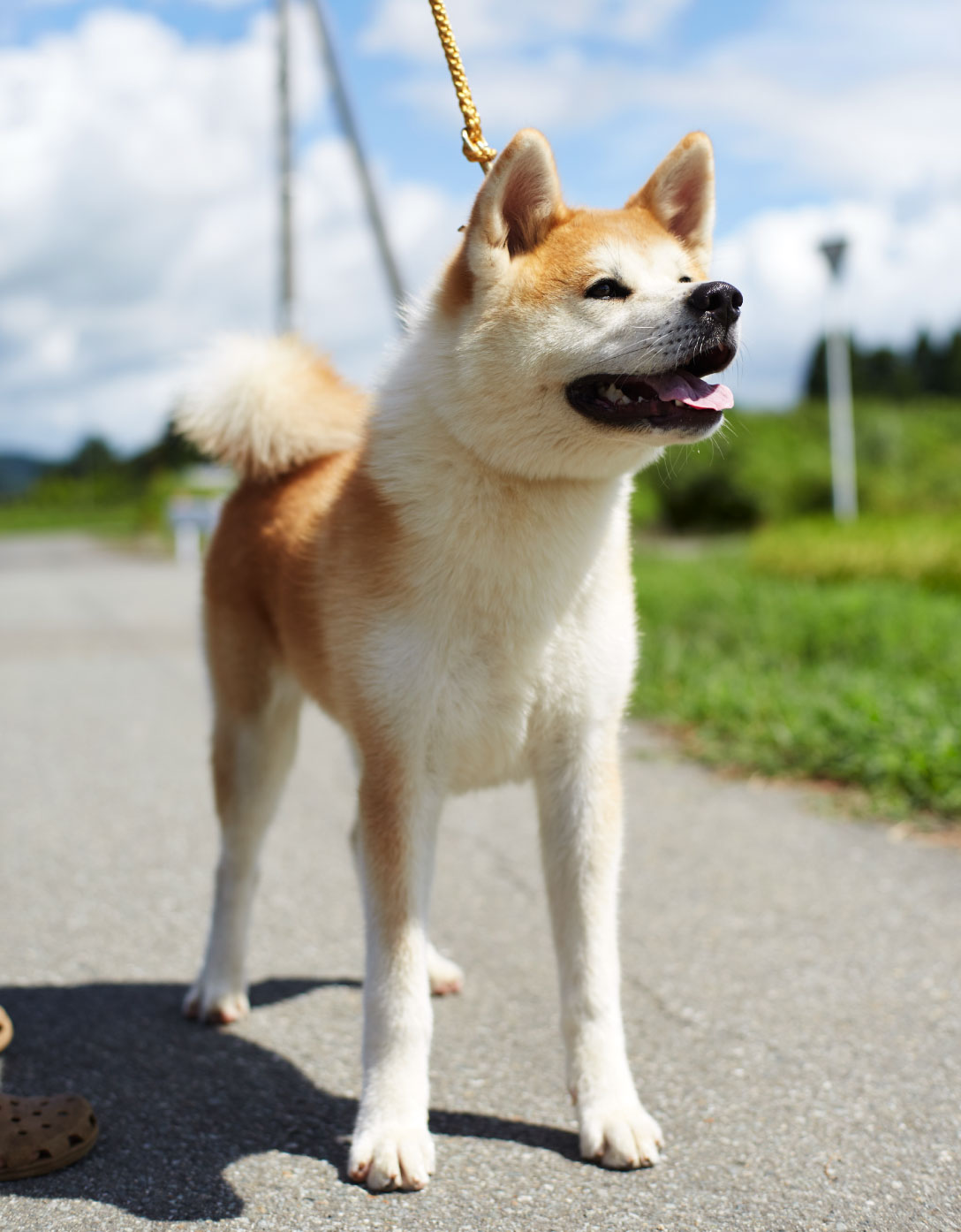 盘点地球上最忠诚10大狗类 中国这只 神犬 获得亚军 盘点地球上最忠诚10大狗类 中国这只 神犬 获得亚军