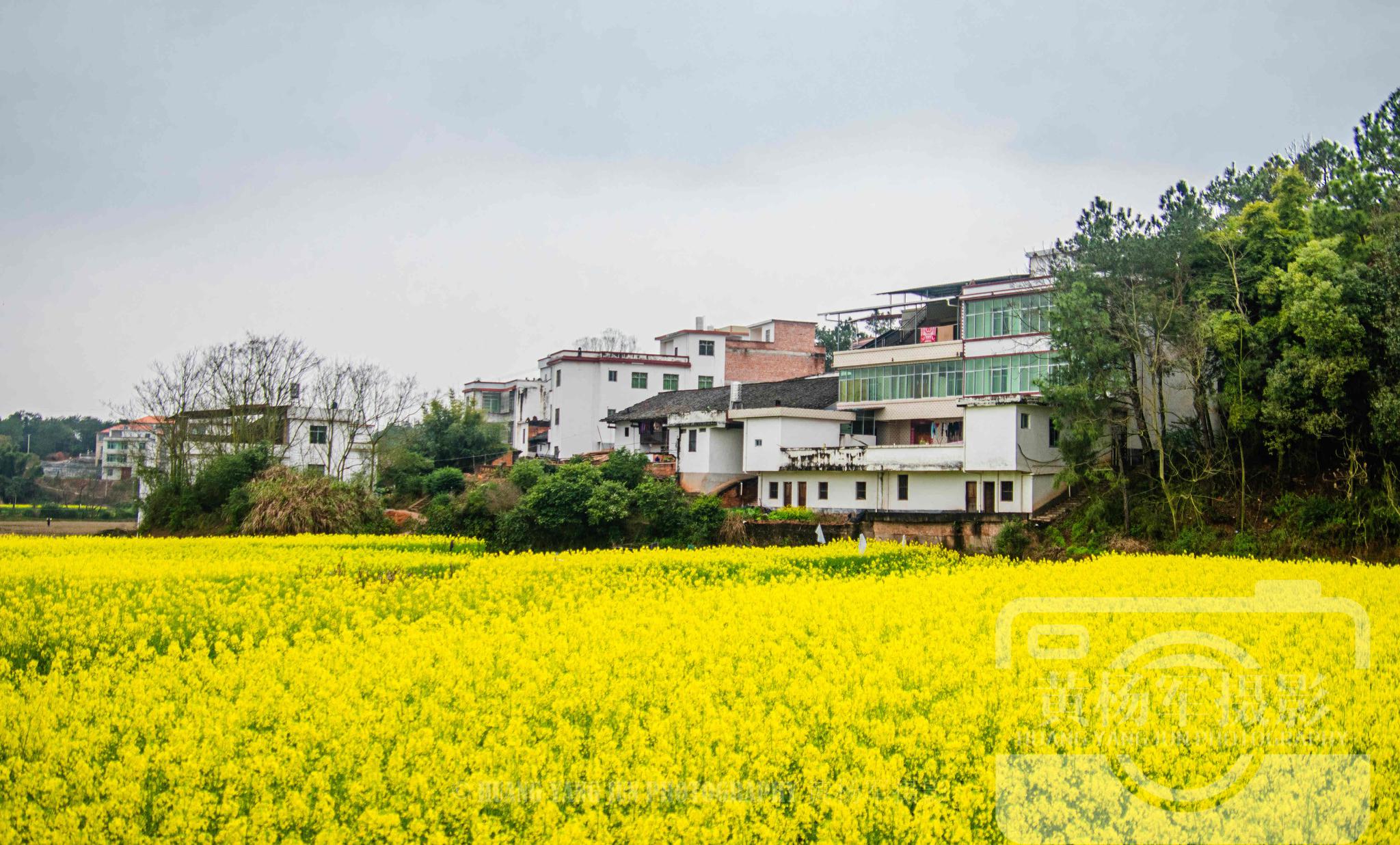 江西于都县迳坑村,油菜花盛开在美丽的乡村,故乡的风光秀美如画