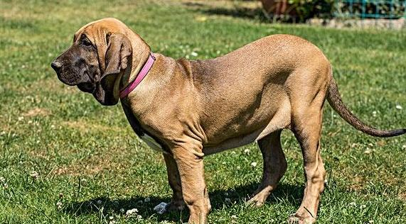 驴,称为"暴力美学之王",是公认的四大烈性犬|暴力|烈性犬|獒_新浪新闻