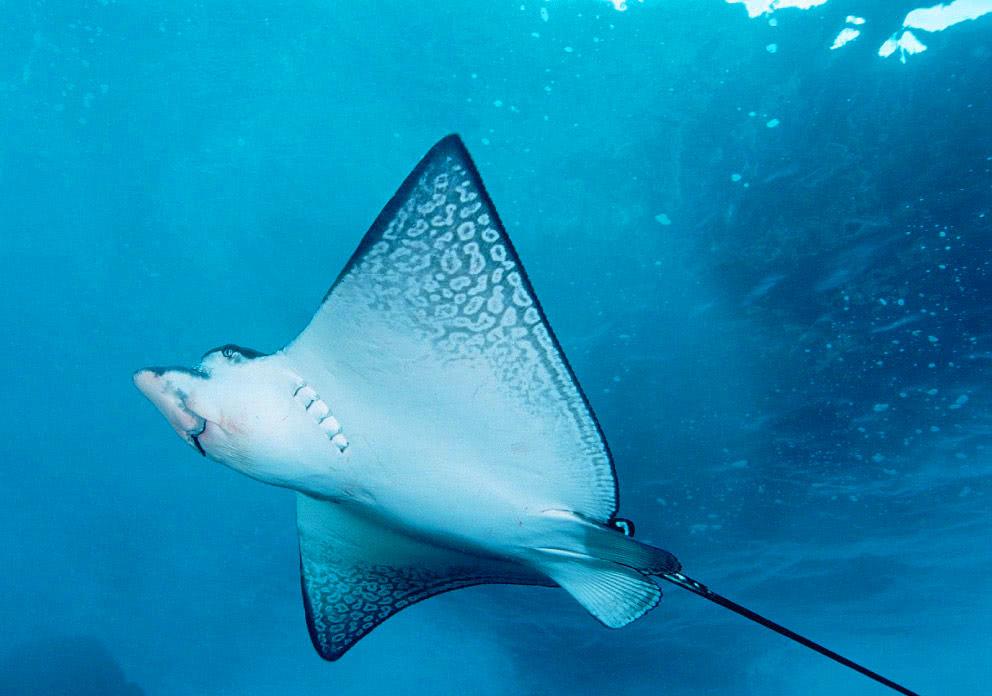 全球毒性最强的十种生物,有的却是日本人最爱的美食