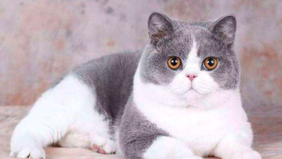 5种非常适合家养的猫咪,好看还不贵|暹罗猫|猫咪|家养_新浪新闻