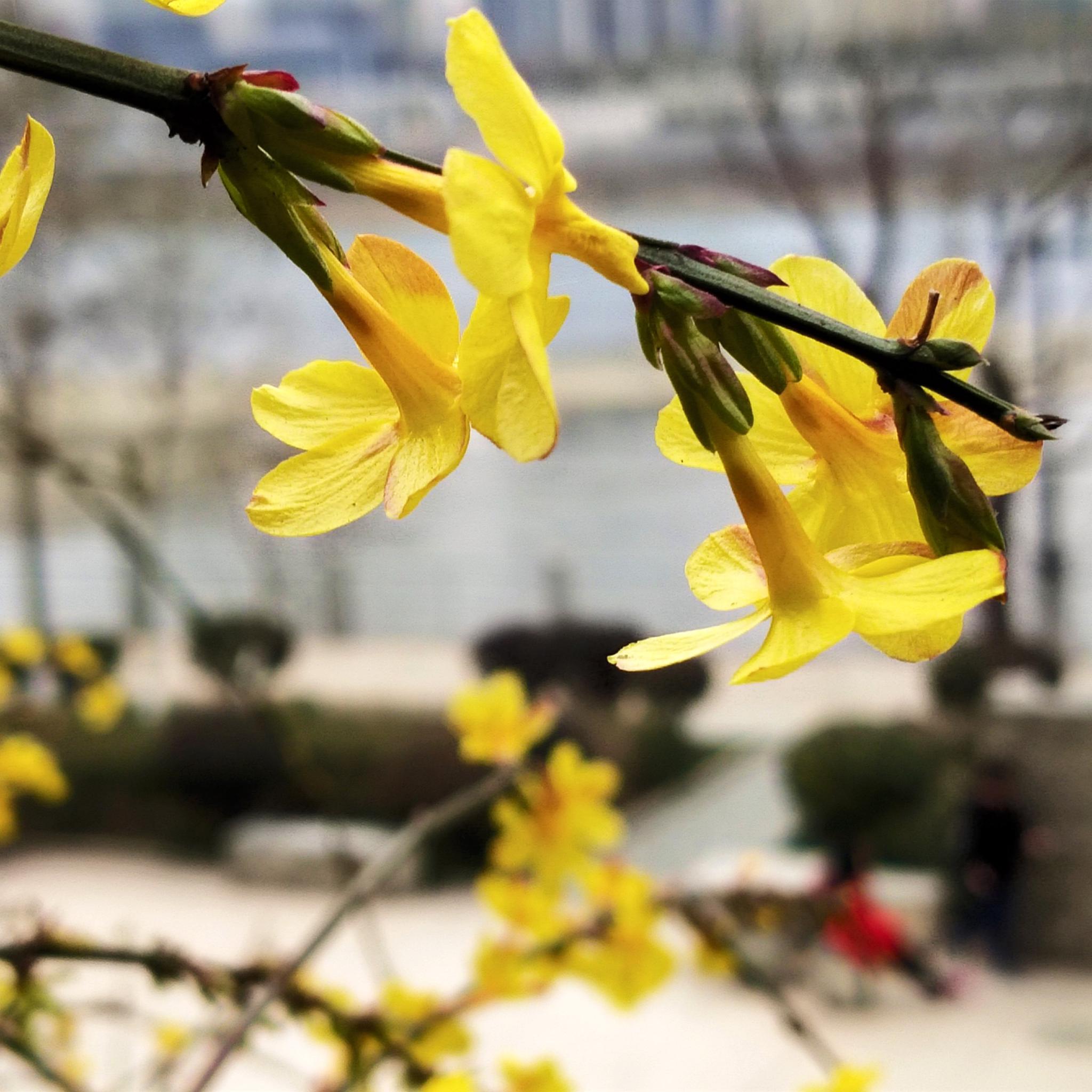 2019年2月8日,陕西省安康市,迎春花在汉江公园内盛开.