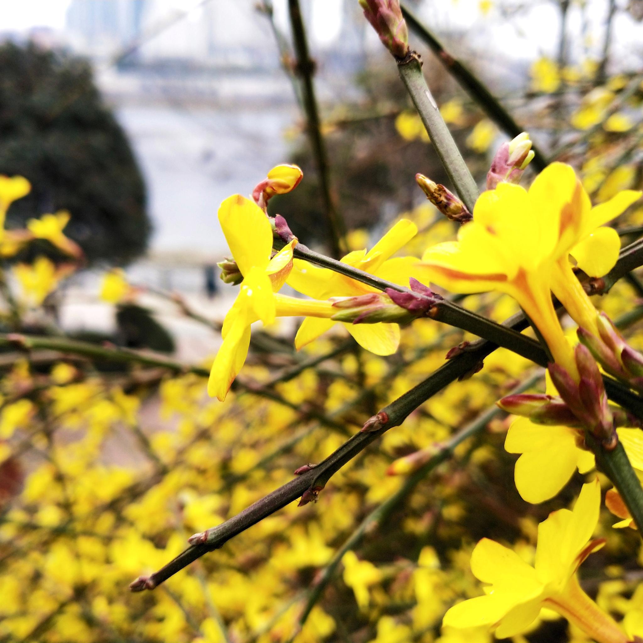 2019年2月8日,陕西省安康市,迎春花在汉江公园内盛开