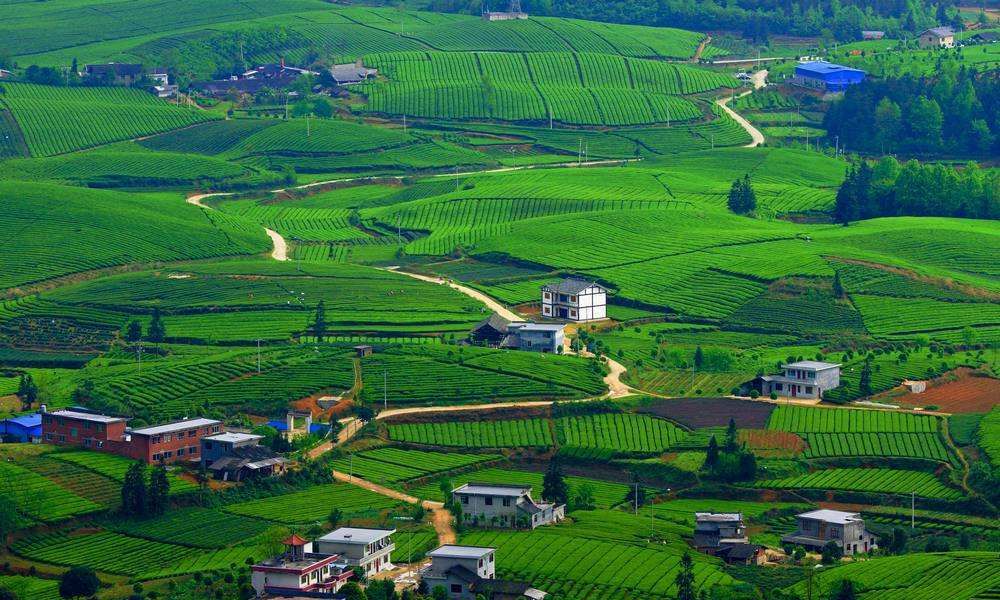 绿满青山入胸怀,湄潭茶海,绿涛荡漾,在烟波浩渺中共品人间芳铭_高清