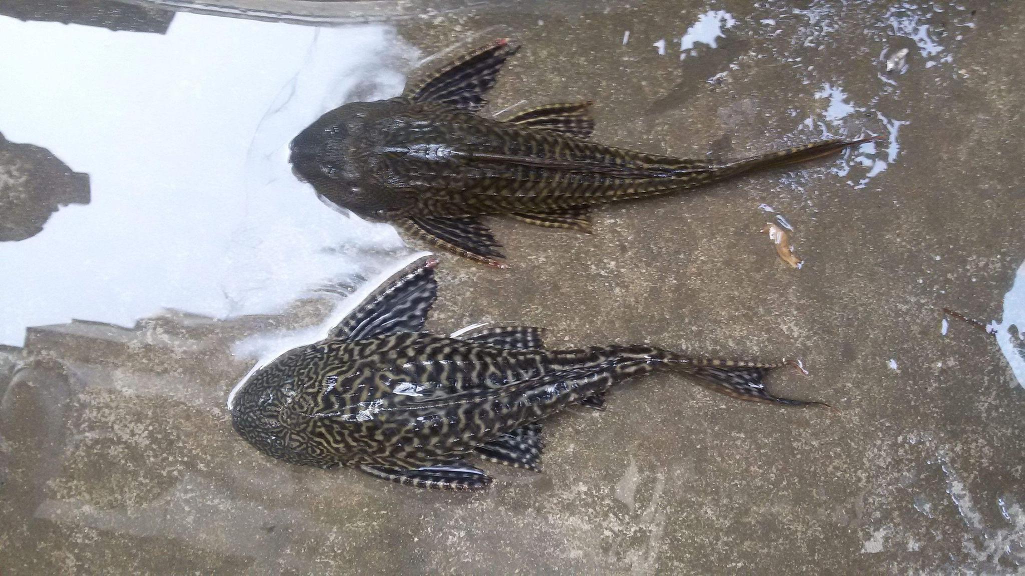 直击那些在我国肆虐的外来物种吃货们也没能吃光它们