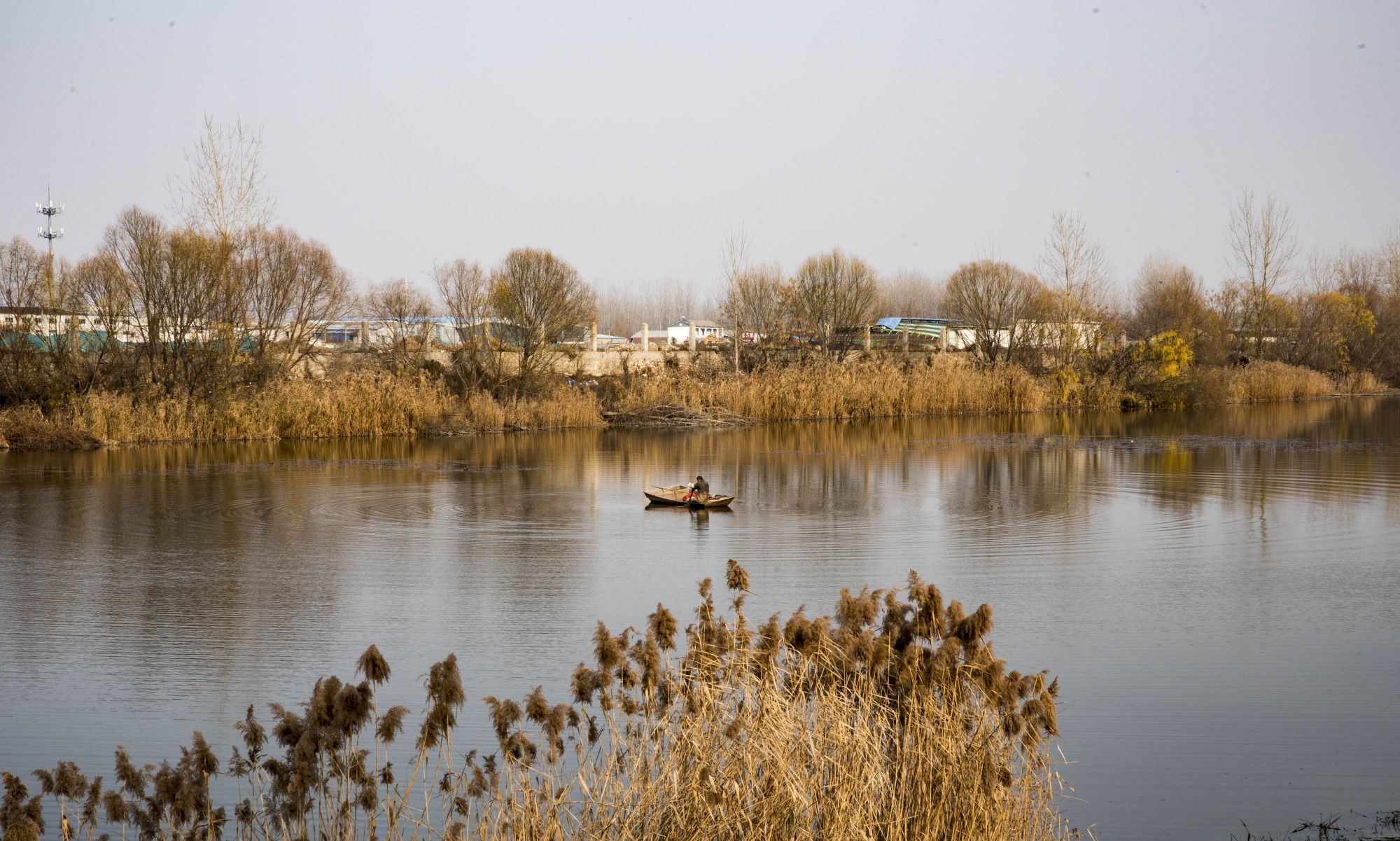 冬日徐州故黄河畔的美景芦苇和小船看似凋零却也是景色宜人