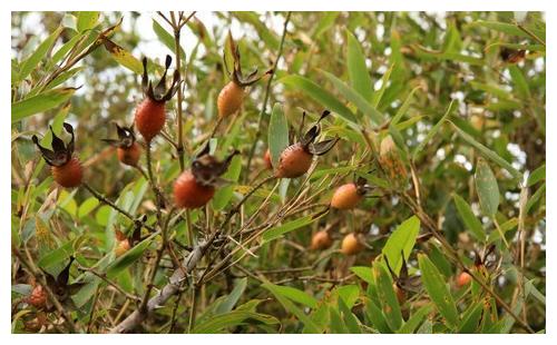 1.金樱子喜欢生长在什么地方?