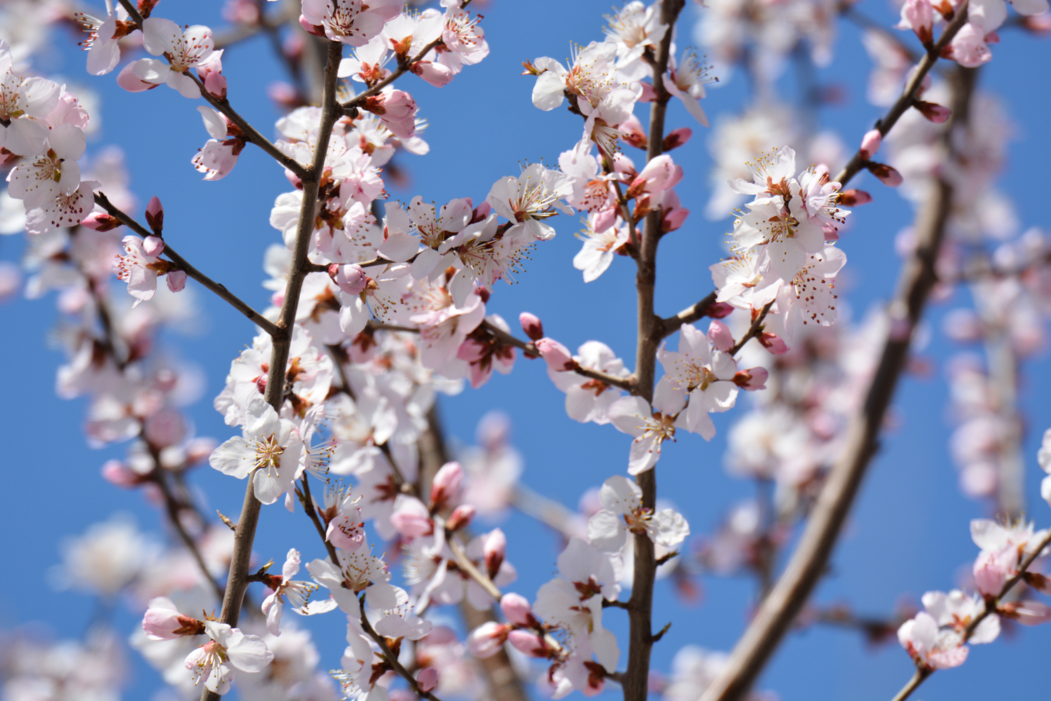 春天的京桃花,原创拍摄_高清图集_新浪网