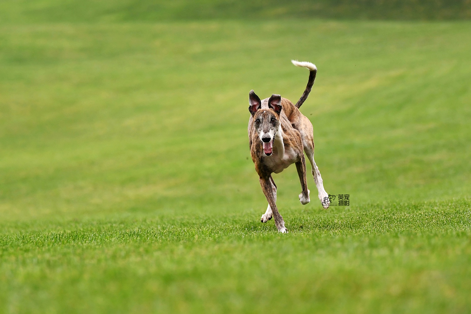 来来来,期待已久的斑锦彪组图出来了