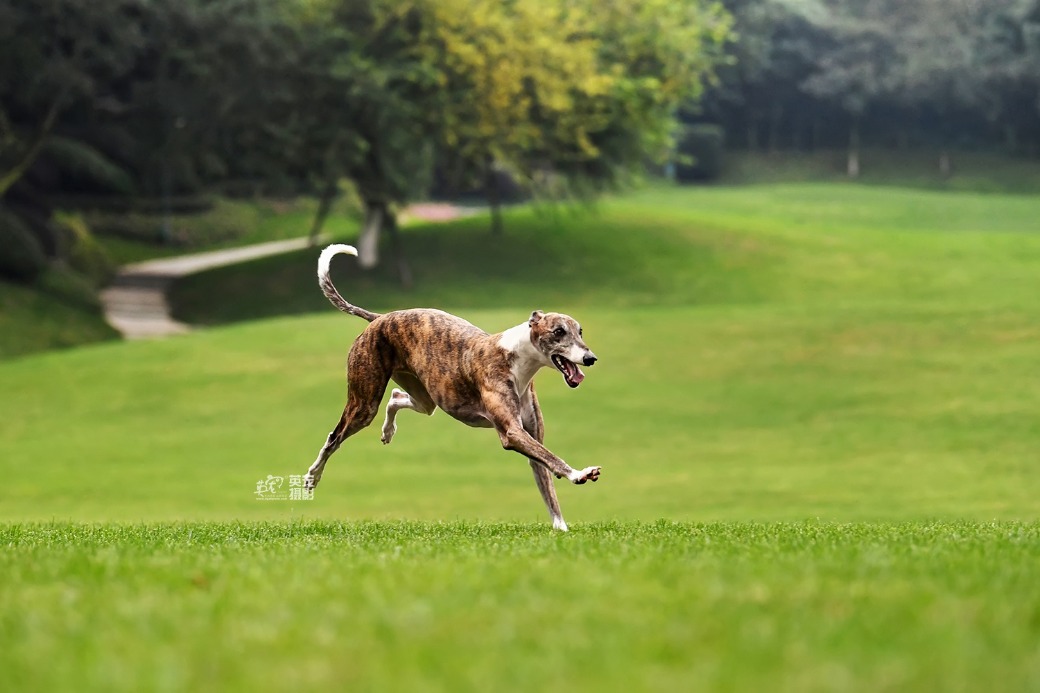 来来来,期待已久的斑锦彪组图出来了
