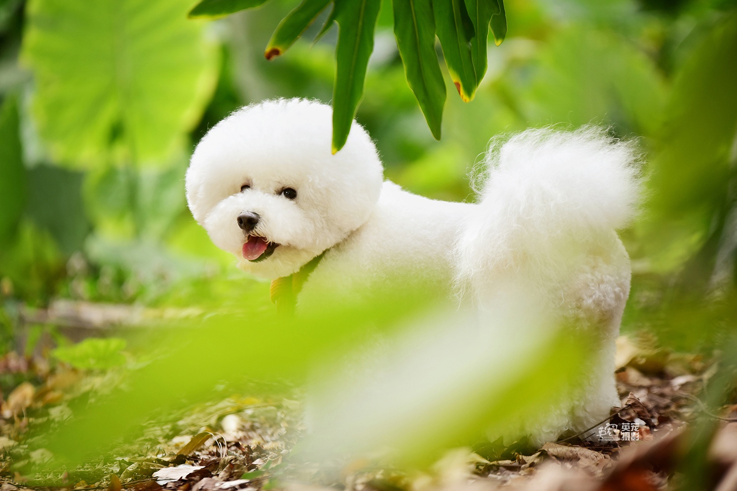 比熊宝宝小可爱,广州拍摄