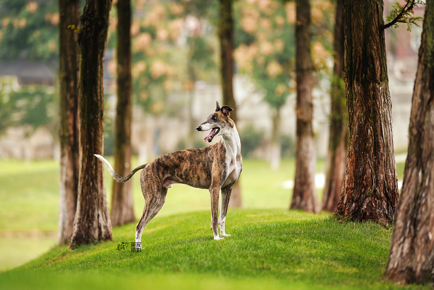 来来来,期待已久的斑锦彪组图出来了