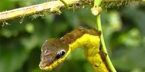 5张让你头皮发麻的图片挑战人类的极限你能坚持看完