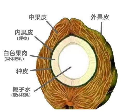 美食科普 篇六:椰水、椰汁、椰奶、椰浆,傻傻分不清楚?