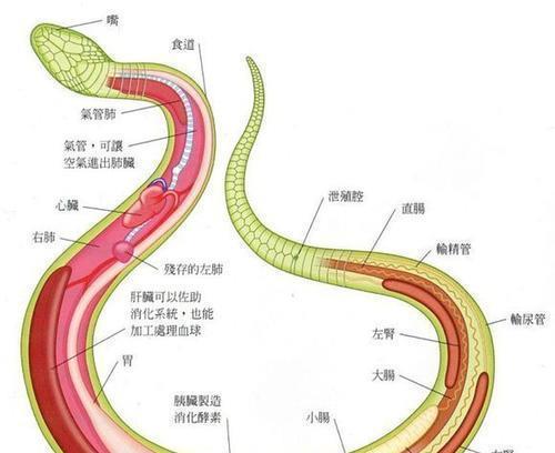 农村俗语打蛇要打七寸,为何不打头部,把头打烂后既无毒牙又安全