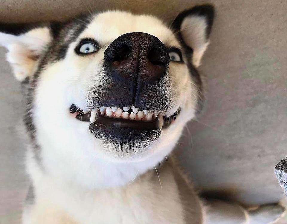 我和二哈的逗比日常,公园篇:狗子何苦为难单身狗呢?