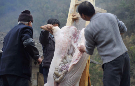 实拍乡下杀年猪的整个过程,各种规矩和技巧让人大开眼界