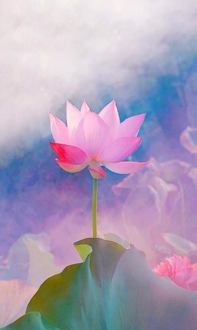 清新荷花壁纸晚秋里一抹夏季的清新